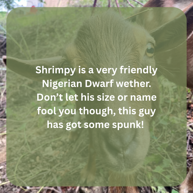 shrimpy bio.png