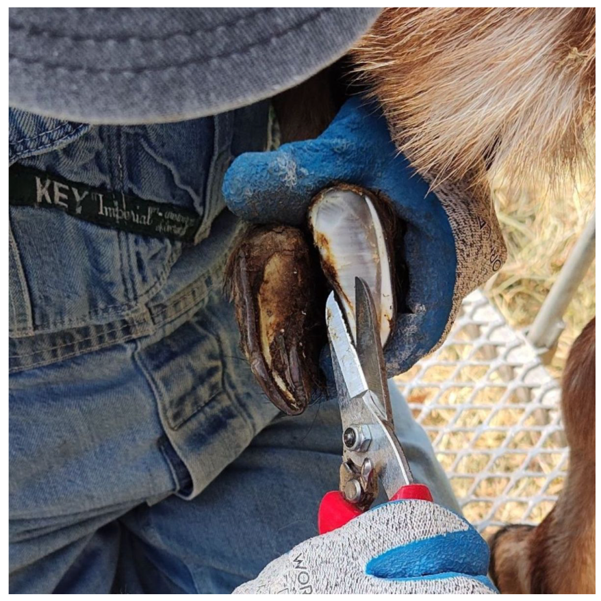 Hoof+trimming.png