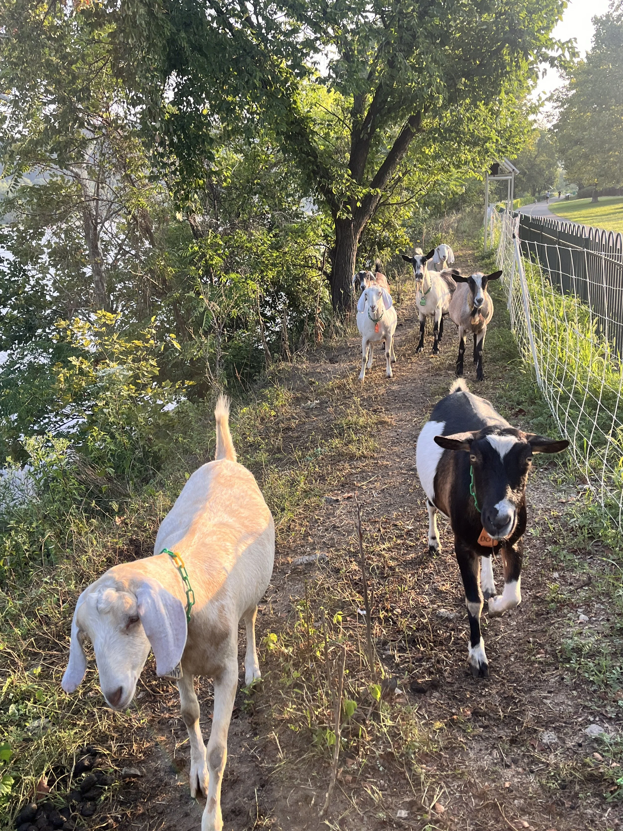 Several goats in Allegheny County walking along a dirt path beside a fence, with trees and greenery on one side and a grassy area with a walkway on the other, in a sunny outdoor setting.