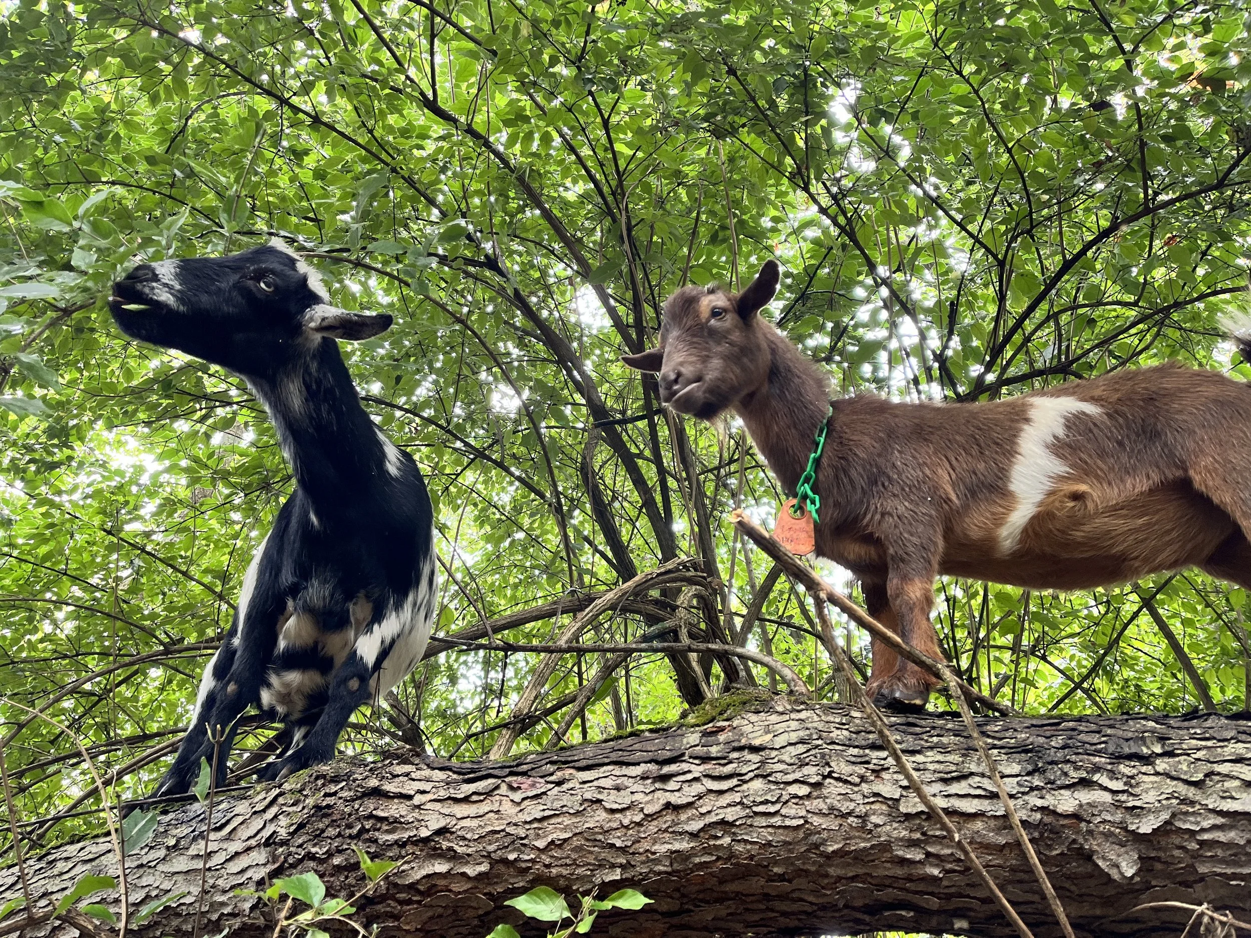 Two goats standing on a tree branch amidst green leaves, one black and white and the other brown with white patches, looking in different directions.