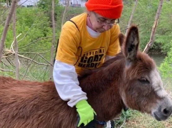 Person wearing a red beanie, yellow shirt, white long-sleeve shirt underneath, and green gloves petting a donkey outdoors with green trees in background.