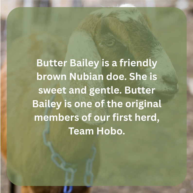 bb bio.png