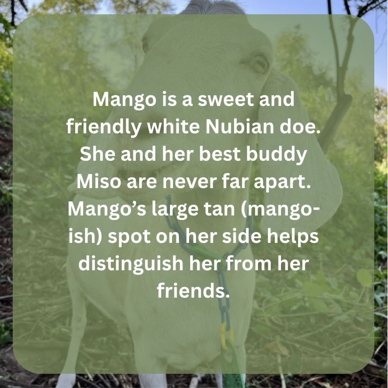 mango bio.png