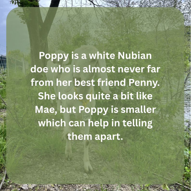poppy bio.png