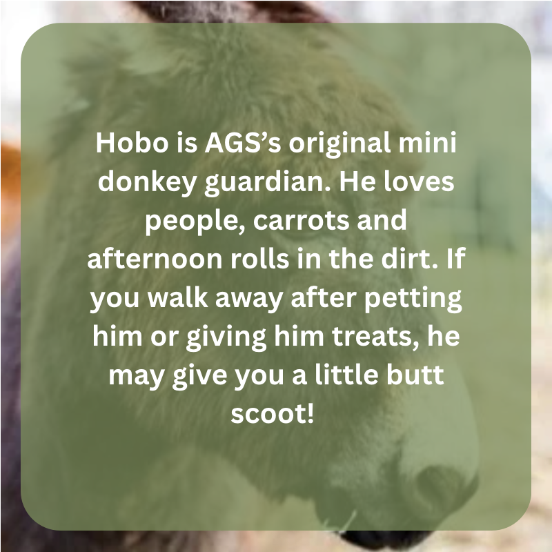 hobo bio.png