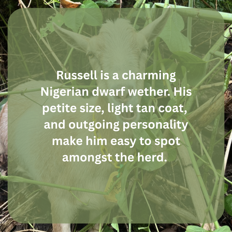 russell bio.png