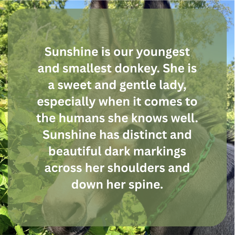 sunshine bio.png
