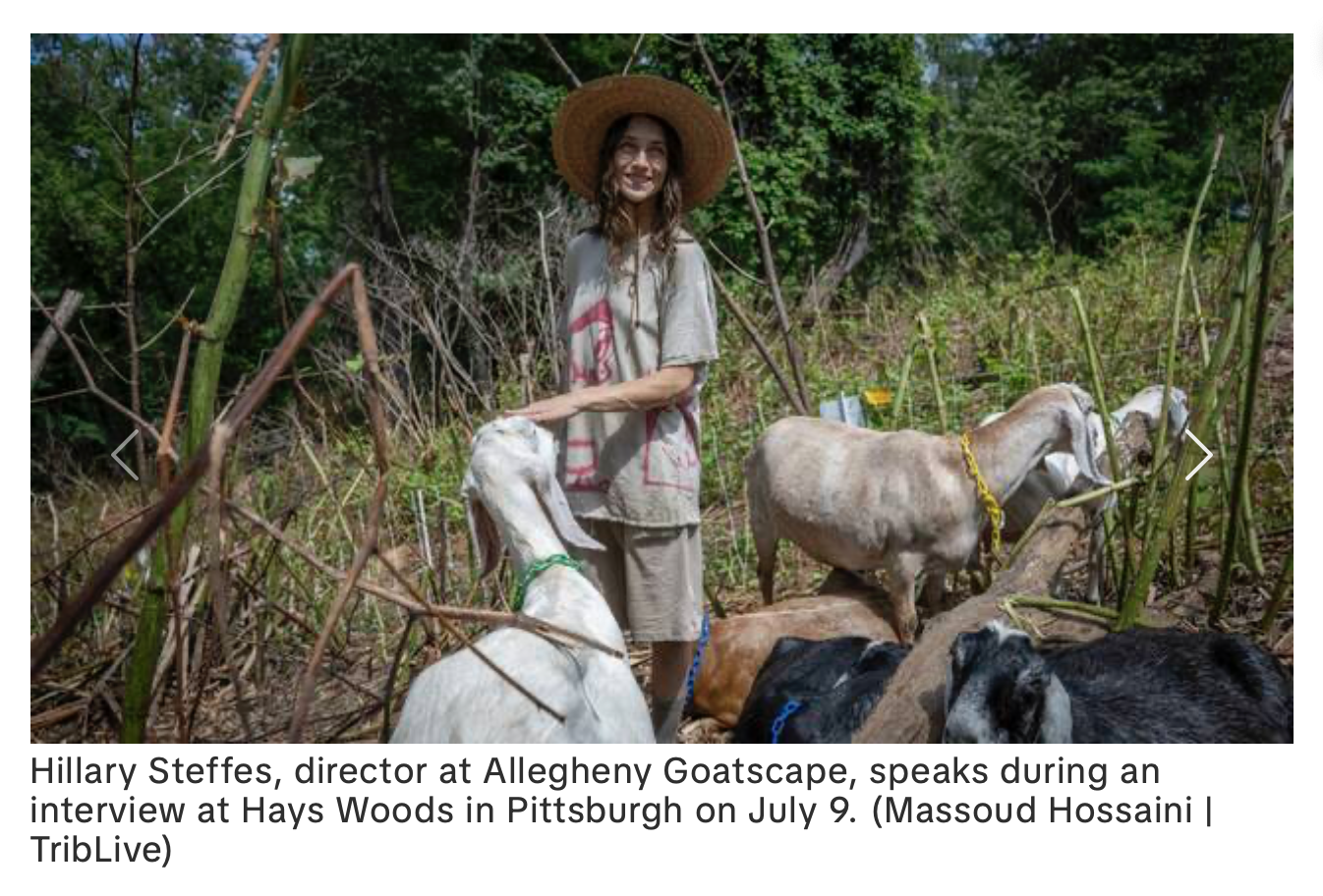 Trib Live Goat Fest Feature 2026