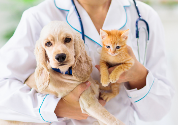 Kinderhook Animal Hospital Services for Dogs and Cats