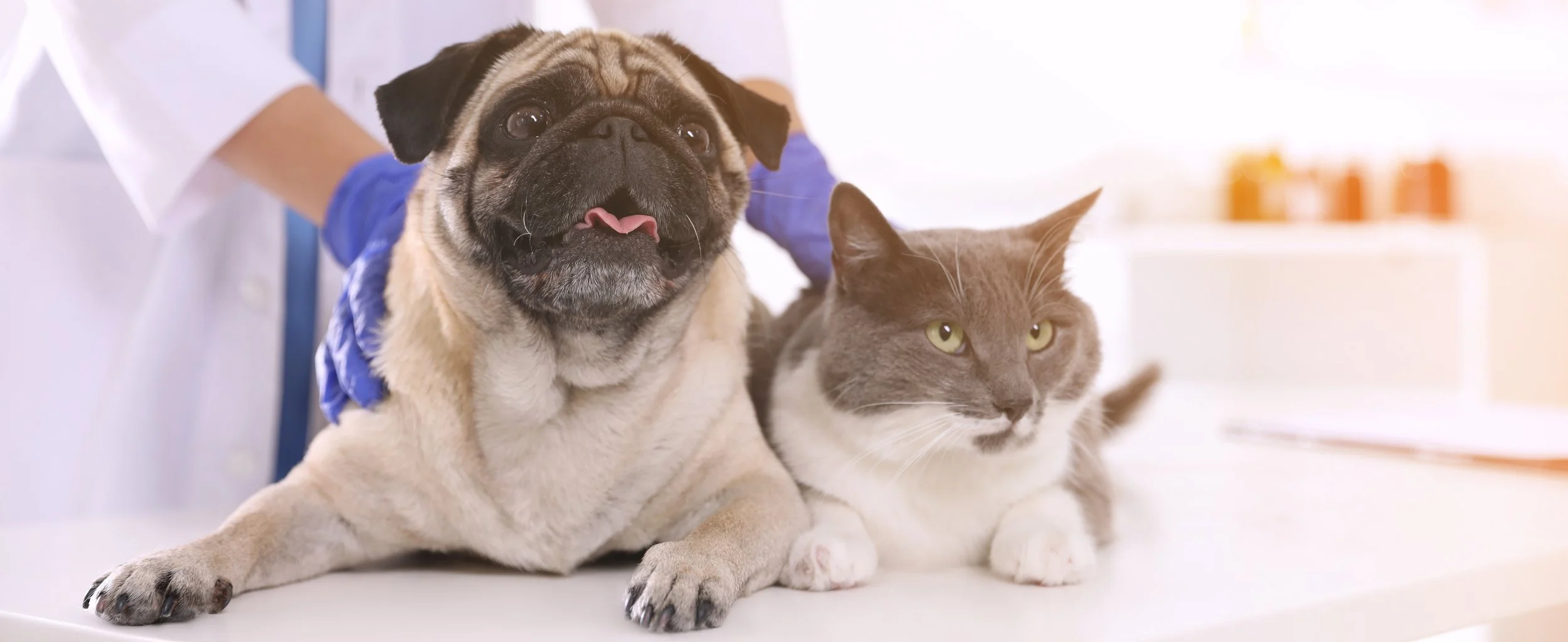 Kinderhook Animal Hospital Dogs and Cats