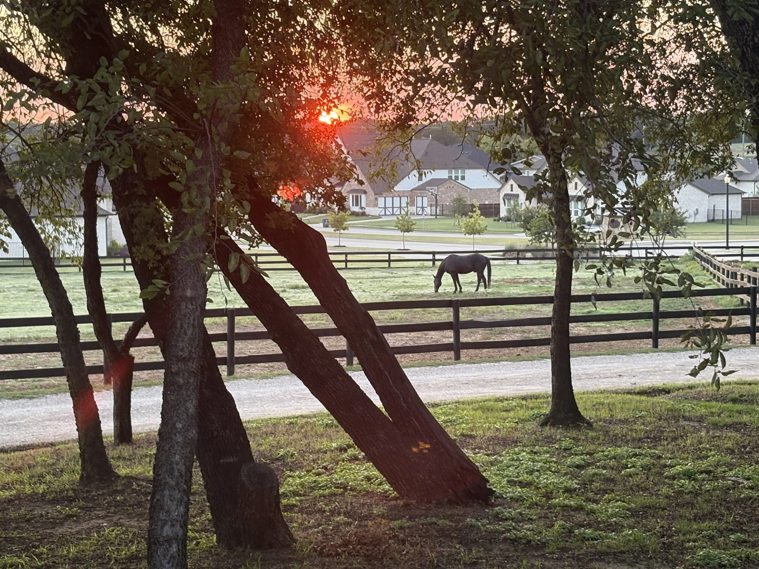 A serene rural scene at sunset with a horse grazing in a grassy field, viewed through the trees from a shaded area.