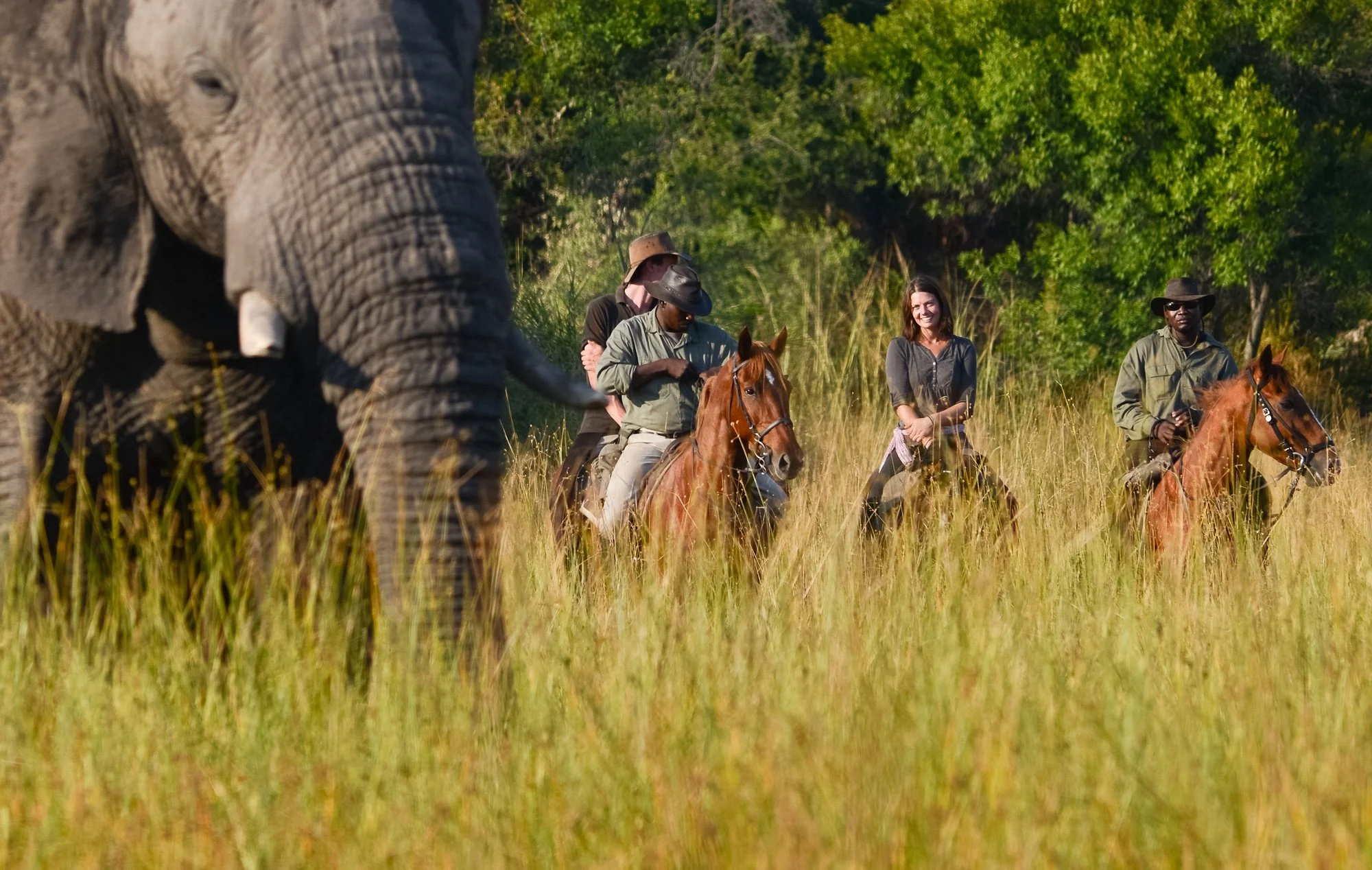 macatoo_elephants.jpg