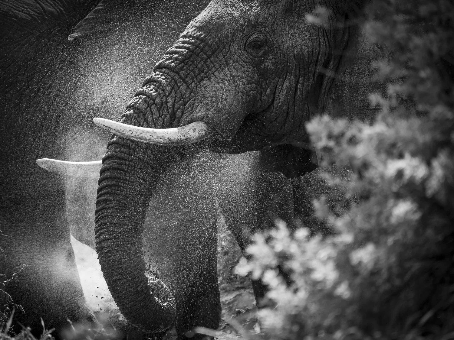 A black and white photo of an elephant spraying water through trees.