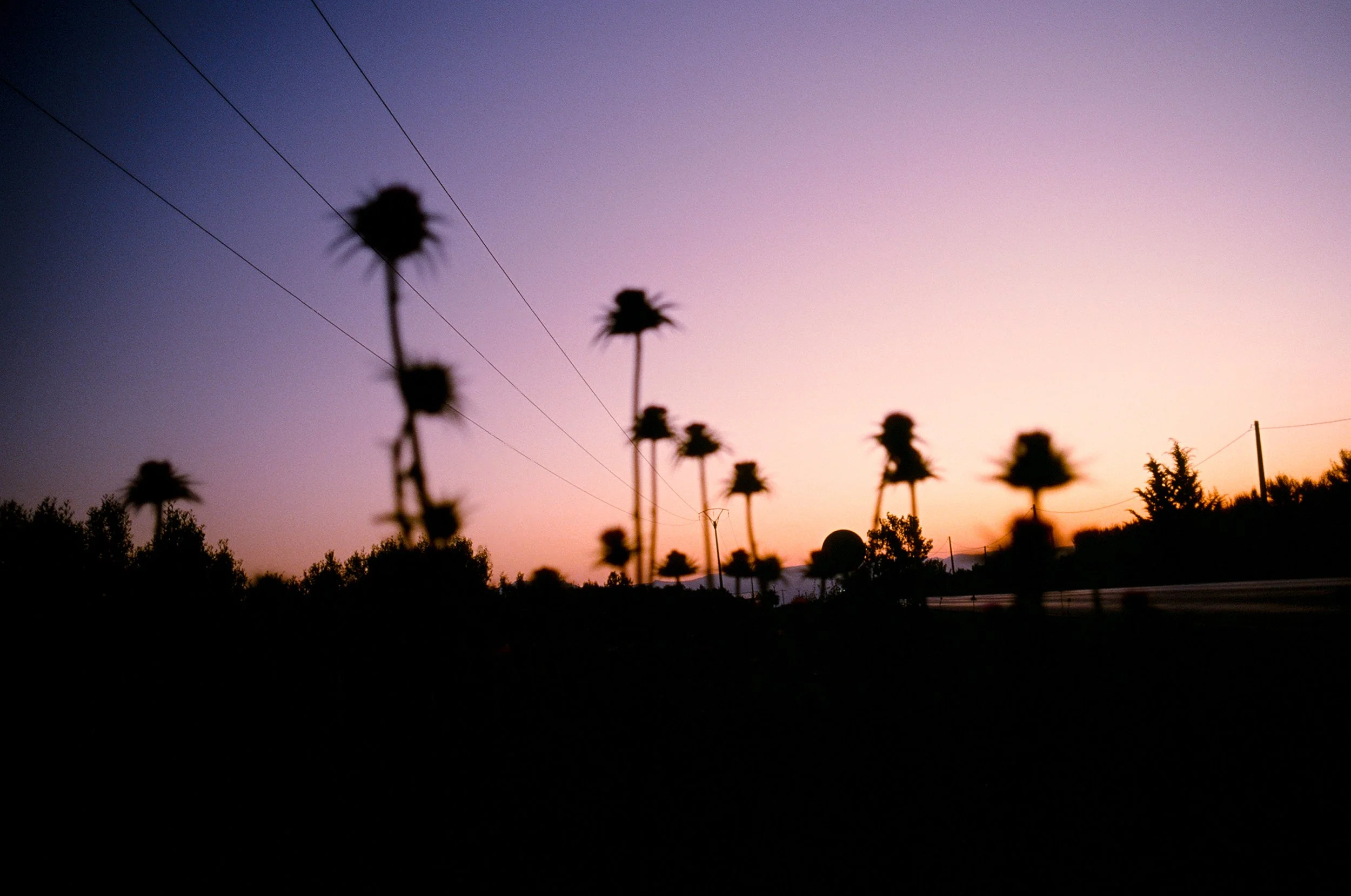 Silhouettes of flowers and trees against a colorful sunset sky with power lines.