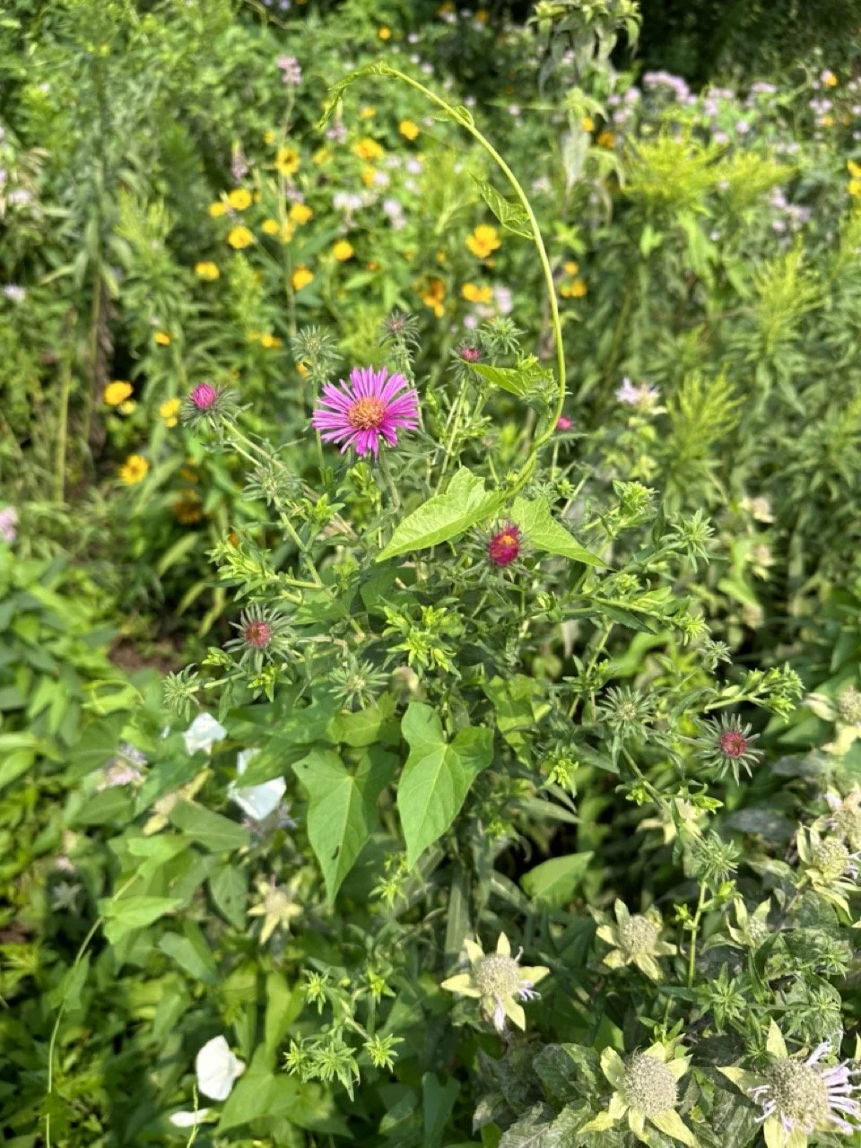 flowers.jpeg