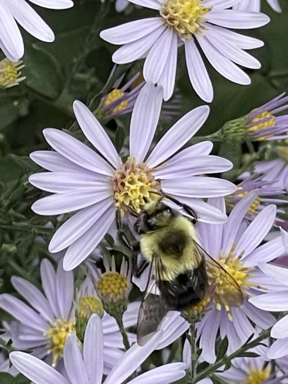 American_bumble_bee_iberti(C) Large.jpeg