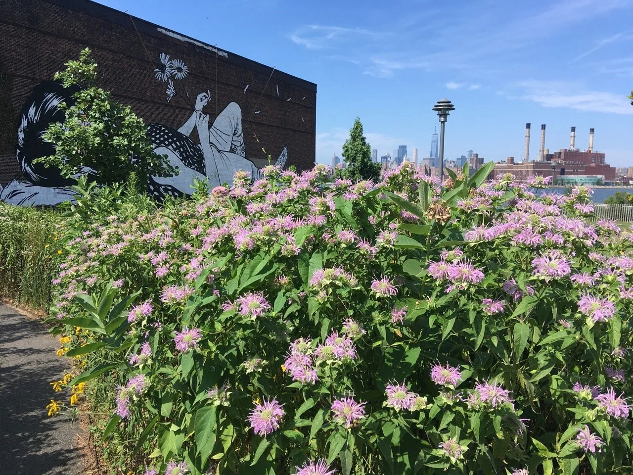 beebalm Large.jpeg