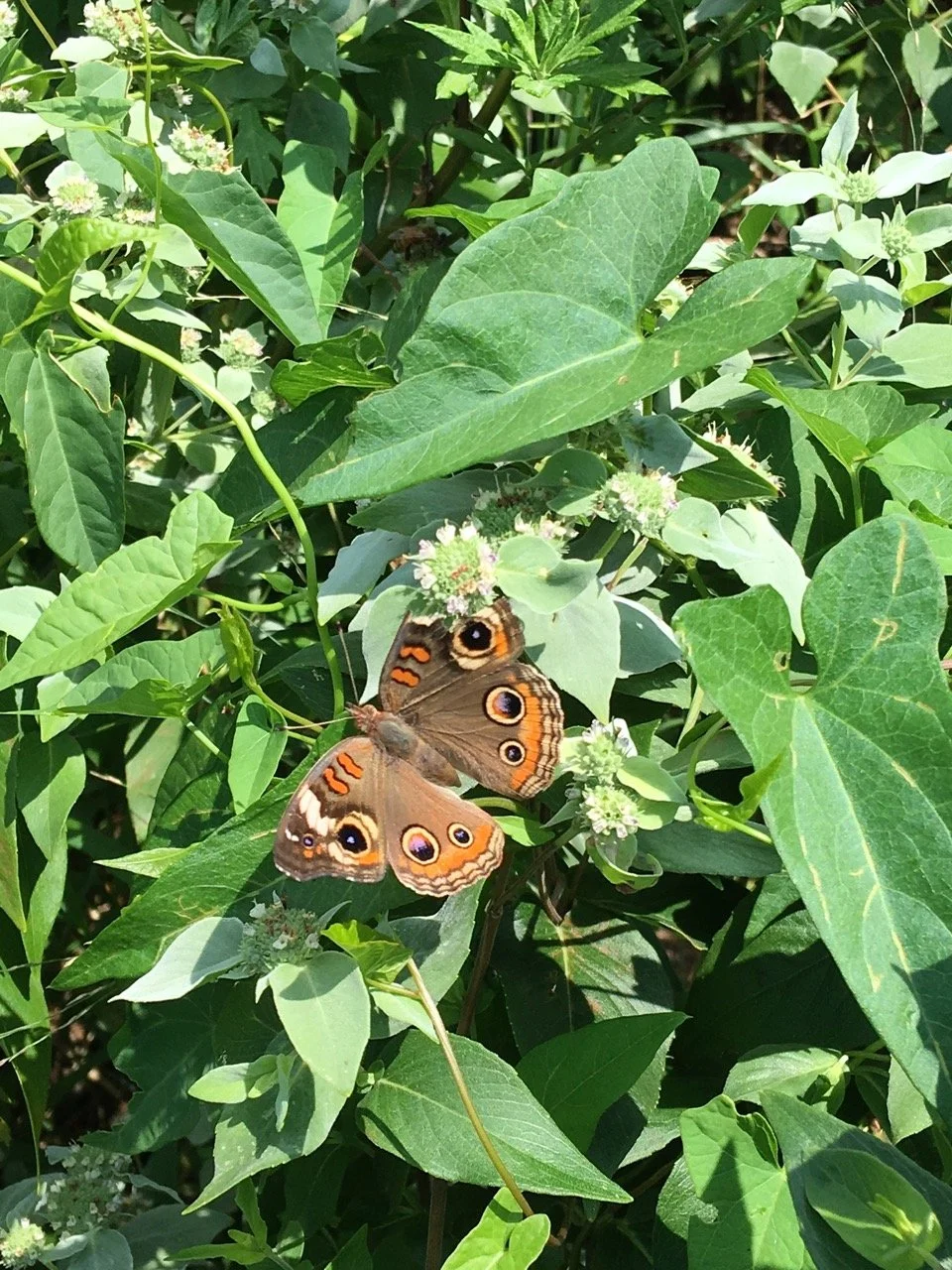 common-buckeye-mountain-mint Large.jpeg