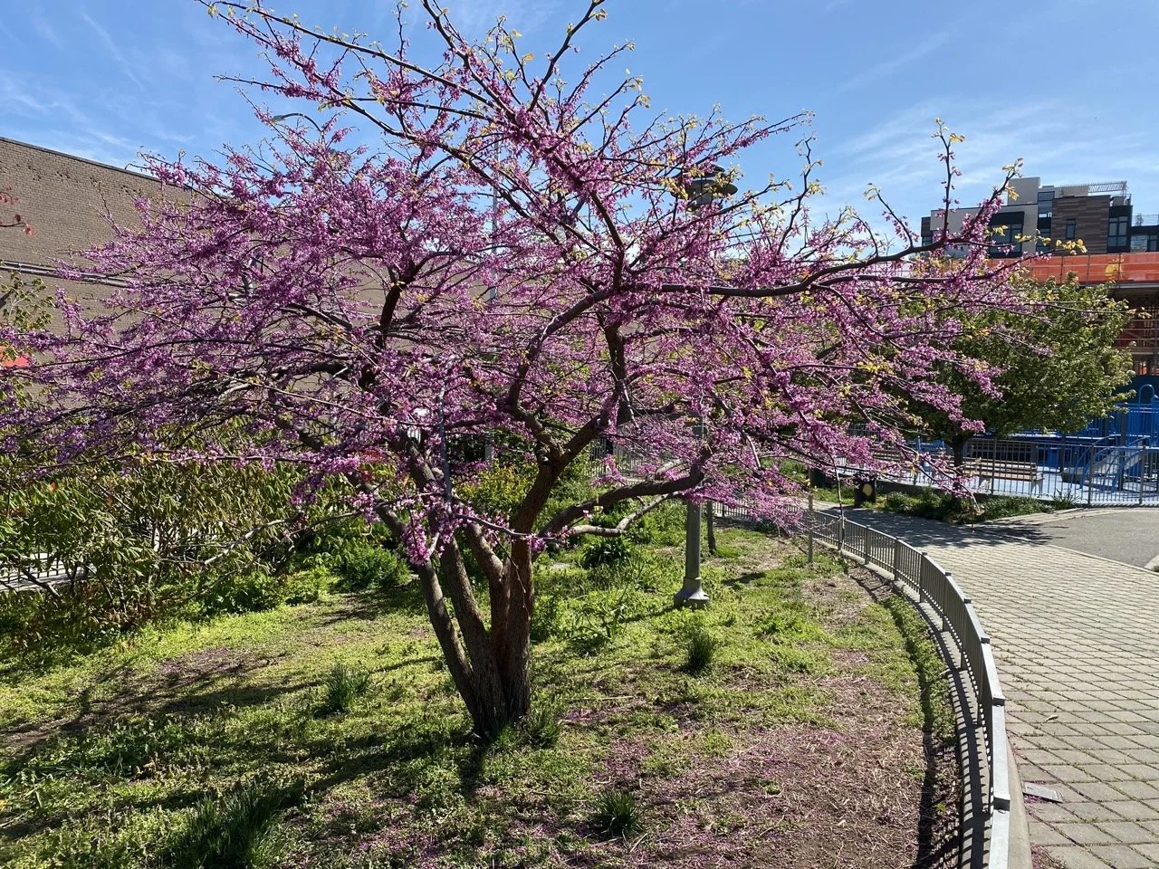 eastern-redbud Large.jpeg