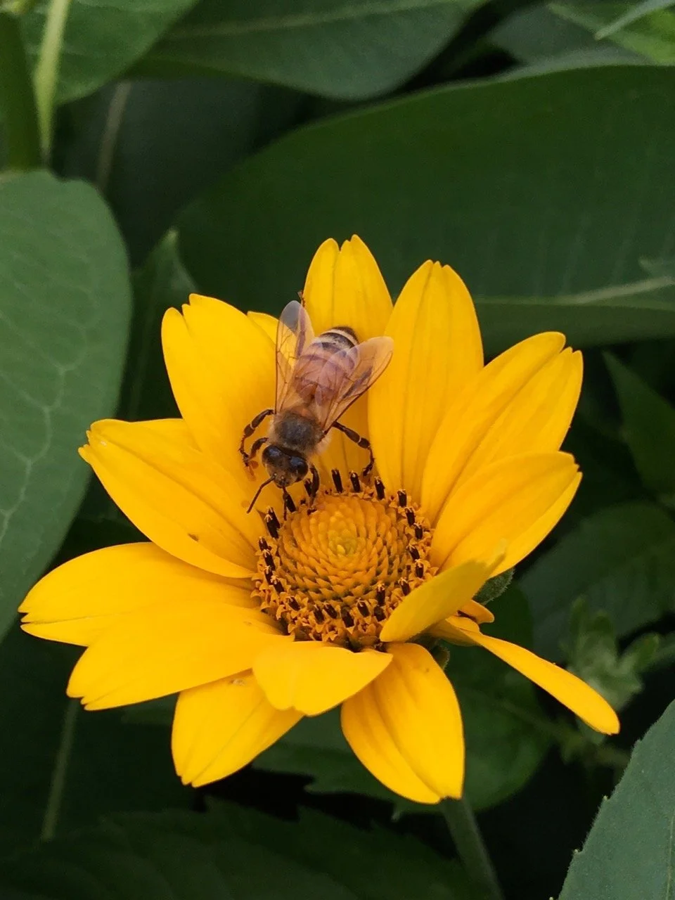 honey-bee-sunflower Large.jpeg