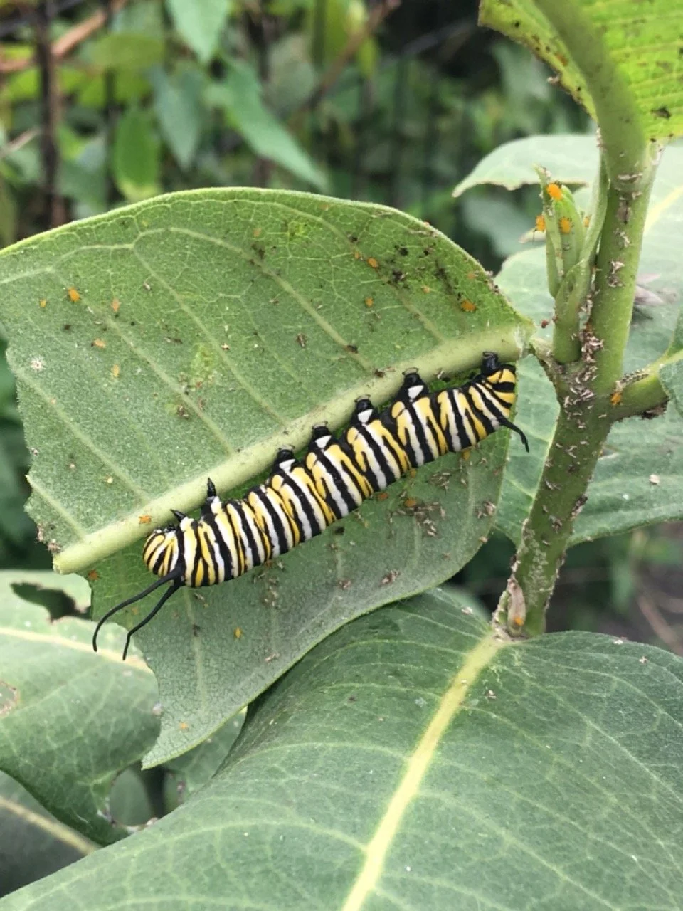 monarch-catipillar-milkweed Large.jpeg
