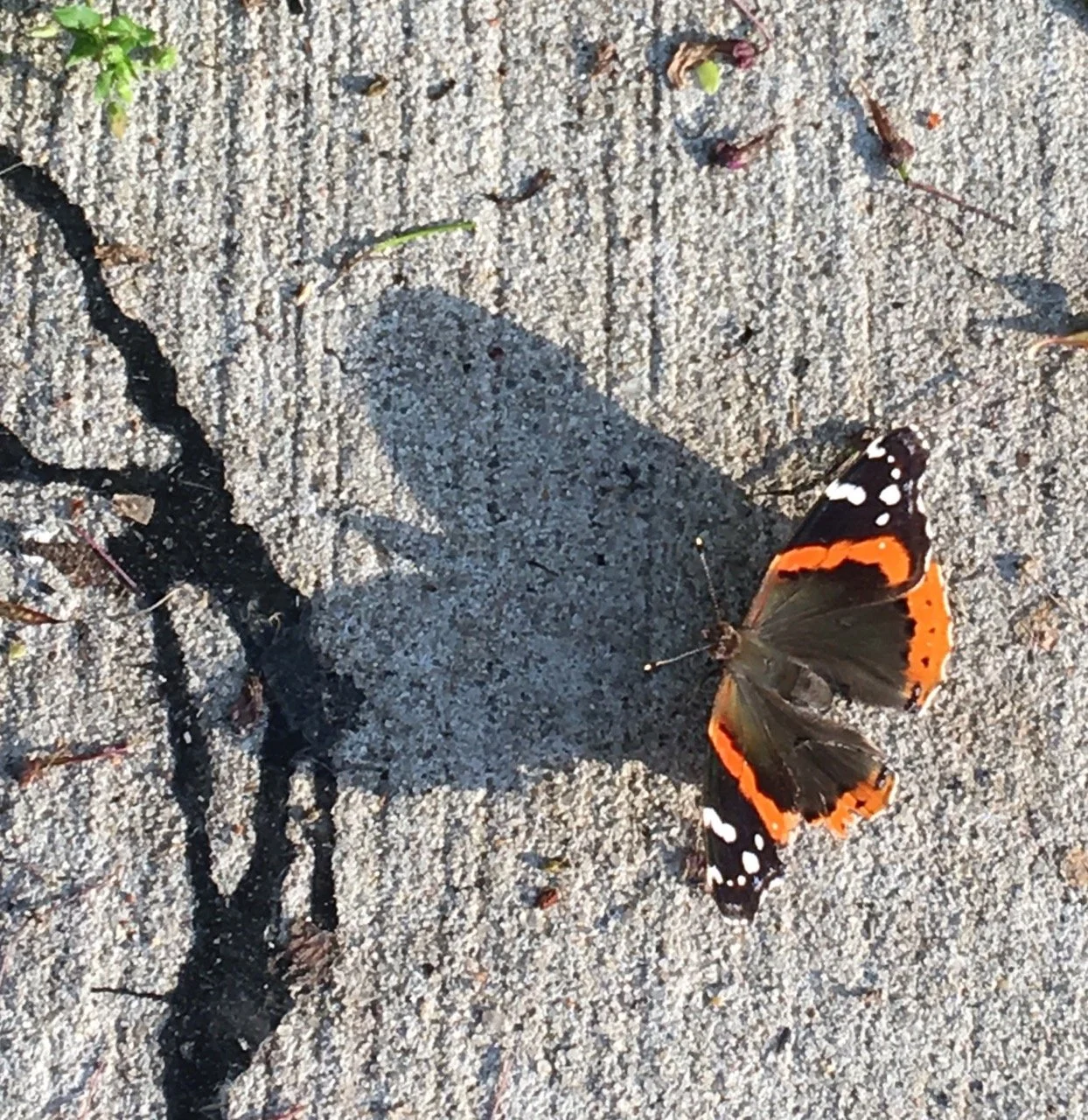 red-admiral-paul-richard Large.jpeg