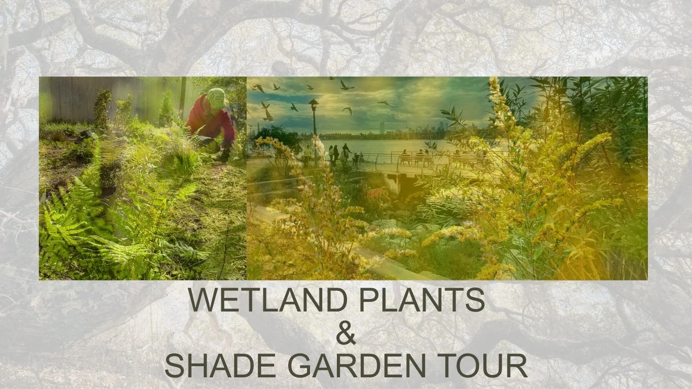 Wetland Plants &amp; Shade Garden Tour