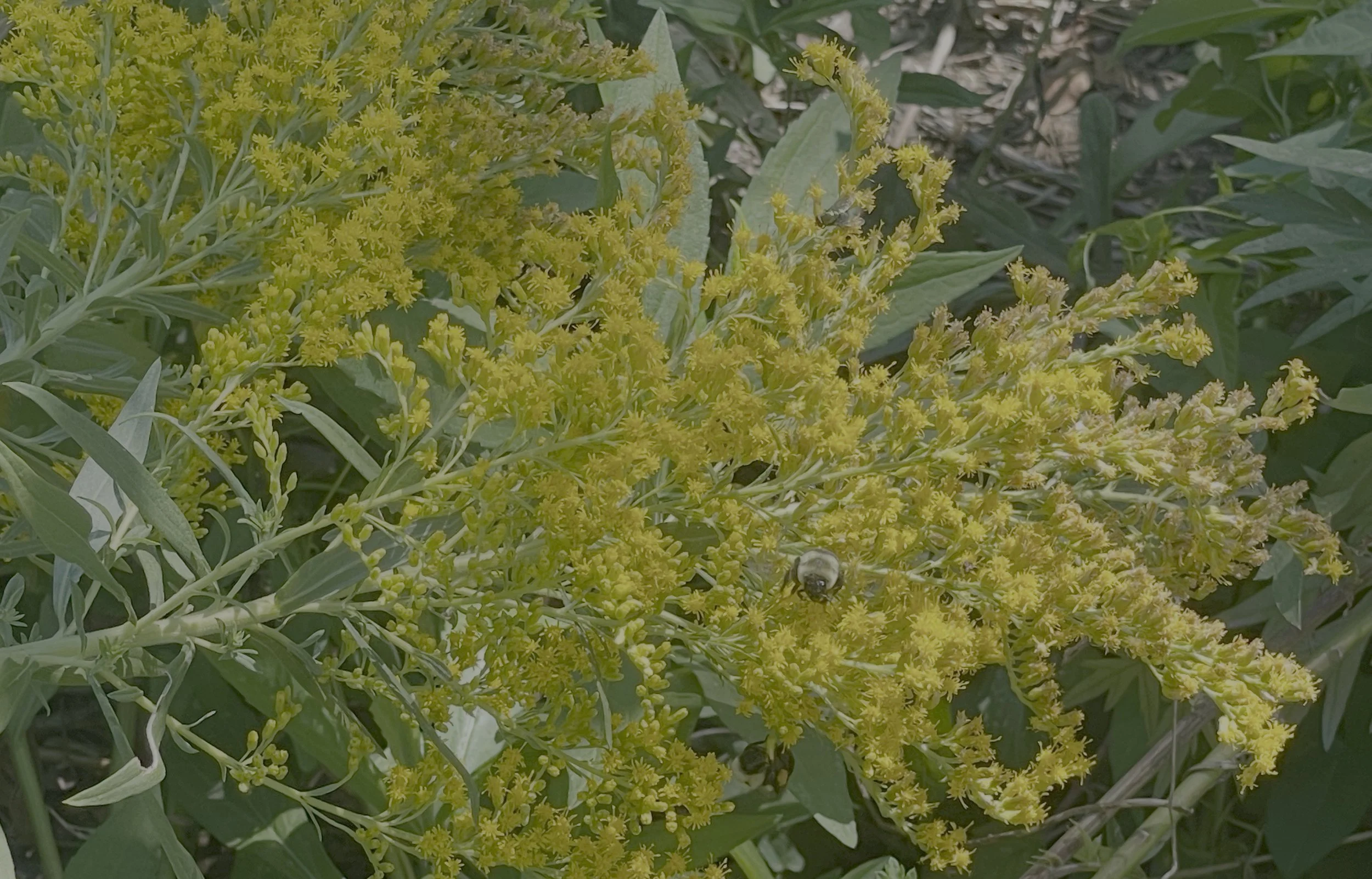 Goldenrod_bee_8_31_25.jpg