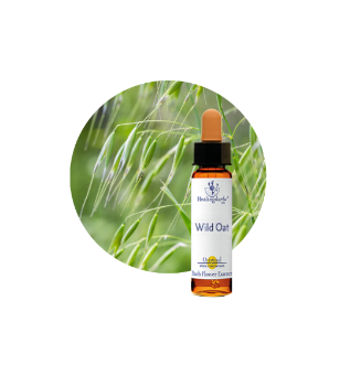 Wild Oat Bach Flower Essence