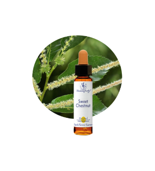 Aweet Chestnut Bach Flower Essence