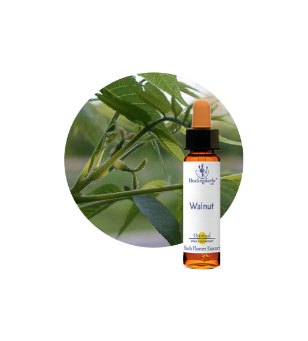 Walnut Bach Flower Essence