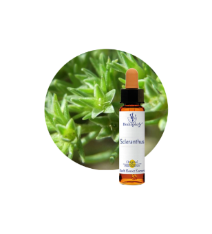 Scleranthus Bach Flower Essence