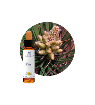 Pine Bach Flower Essence