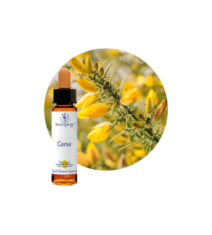 Gorse Bach Flower Essence