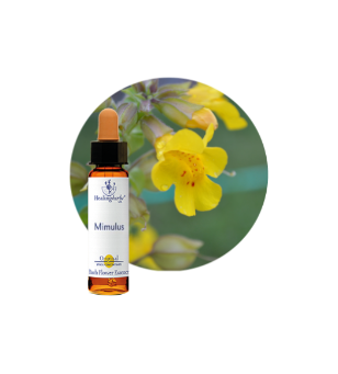 Mimulus Bach Flower Essence