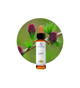 Larch Bach Flower Essence