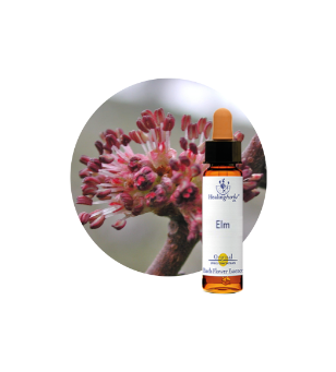 Elm Bach Flower Essence
