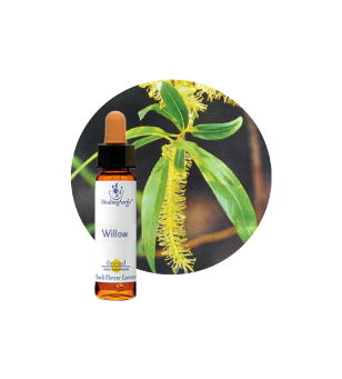 Willow Bach Flower Essence