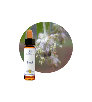 Beech Bach Flower Essence