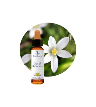 Star of Bethlehem Bach Flower Essence