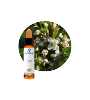 Holly Bach Flower Essence