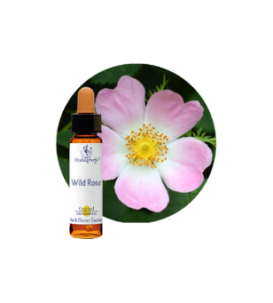Wild Rose Bach Flower essence
