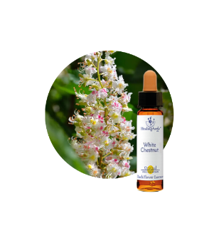 White Chestnut Bach Flower Essence
