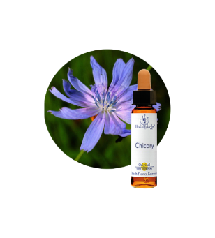 Chicory Bach Flower Essence