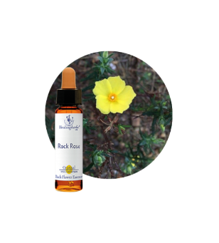 Rock Water Bach Flower Essence