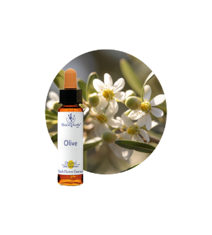 Olive Bach Flower Essence