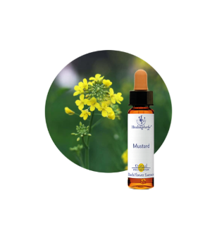 Mustard Bach Flower Essence