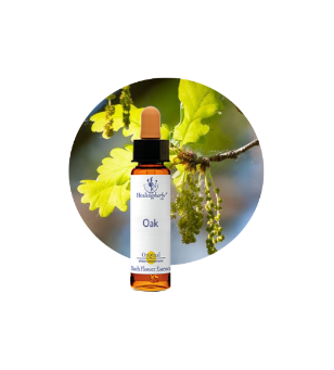 Oak Bach Flower Essence