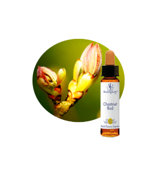 Chestnut Bud BachFlower Essence