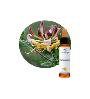 Honeysuckle Bach Flower Essence